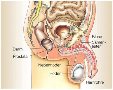 Die Lage der Prostata