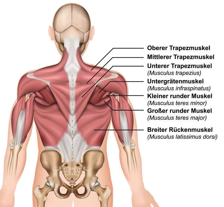 Rückenmuskulatur