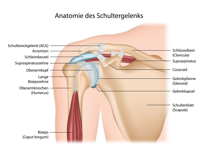 Anatomie der Schulter