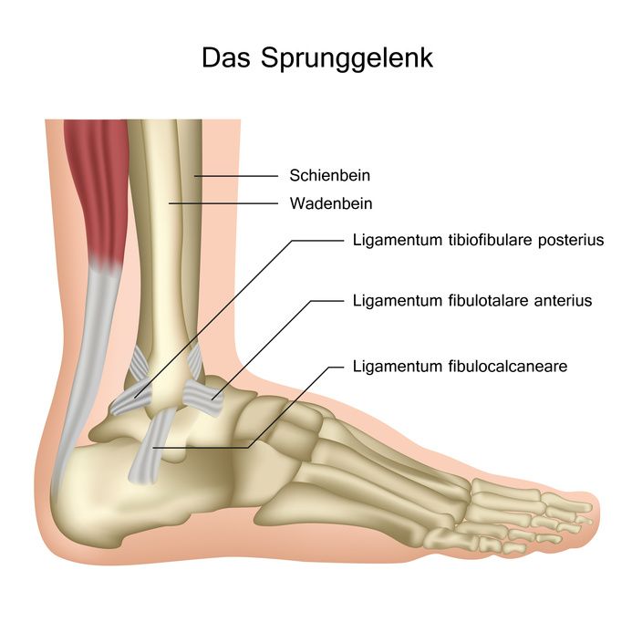 Anatomie des Sprunggelenks