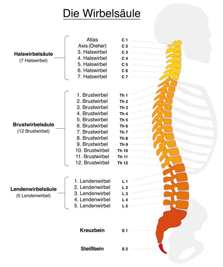 Anatomie der Wirbelsäule