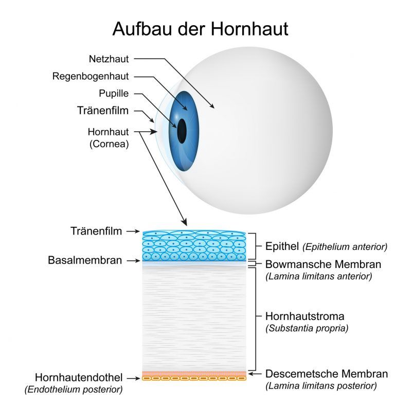 Aufbau der Hornhaut