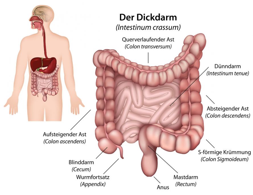 Anatomie des Darms