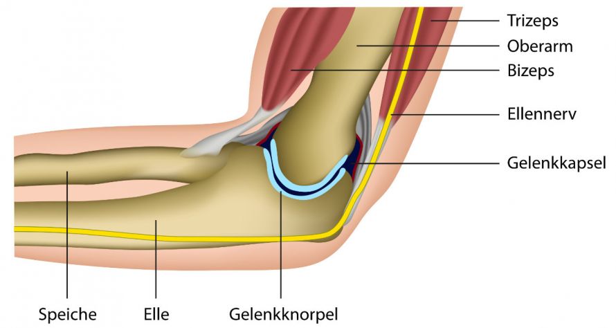 Ellenbogengelenk-Anatomie