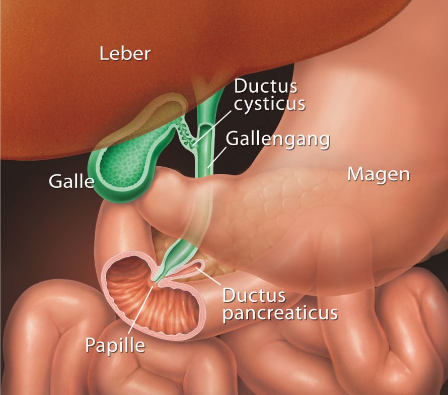 Darstellung der Gallenwege