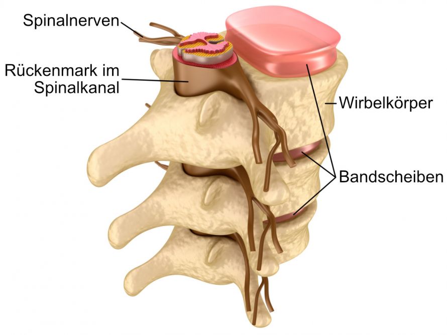 Aufbau Spinalkanals in der Wirbelsäule