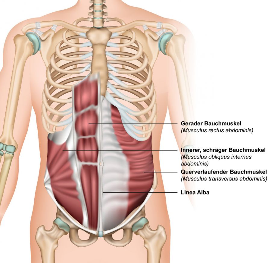 Anatomie der Bauchmuskulatur