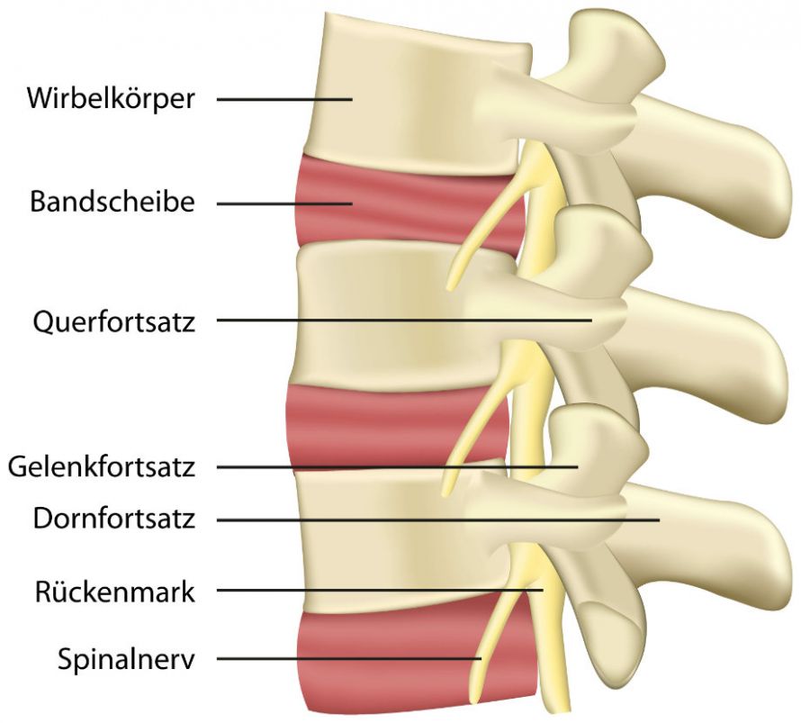 Anatomie der Wirbelsäule und der Bandscheiben