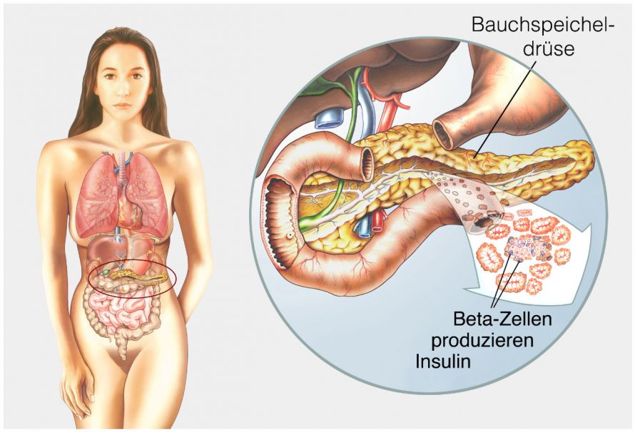 Bauchspeicheldrüse und Insulinproduktion