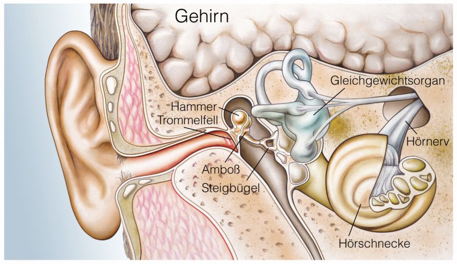 Anatomie des Ohres