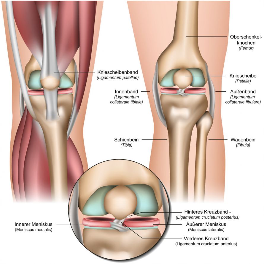 Die Anatomie des Kniegelenks