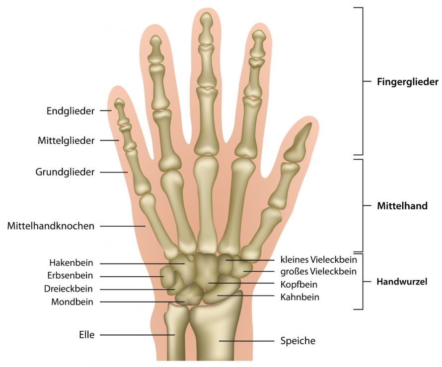 Anatomie der Hand