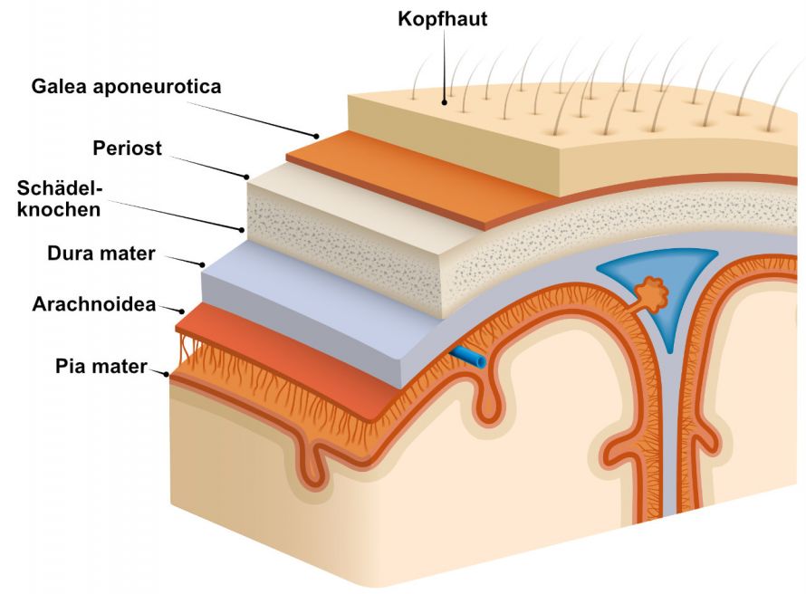 Aufbau der Schädelschichten