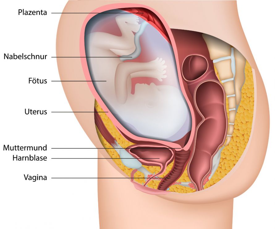 Schwangerschaft Babybauch