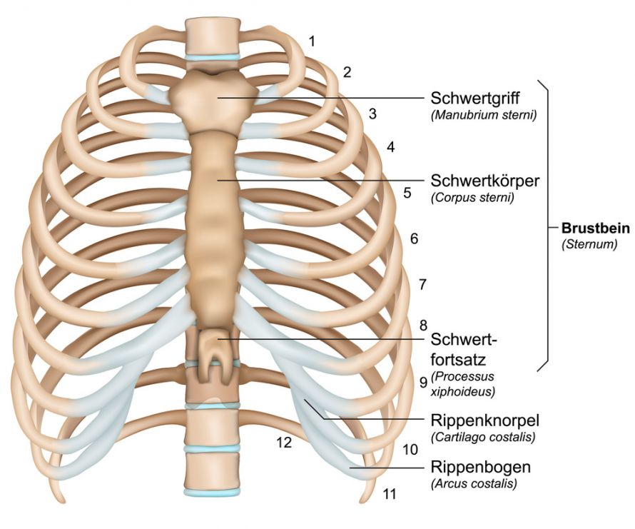 Anatomie brustkorb