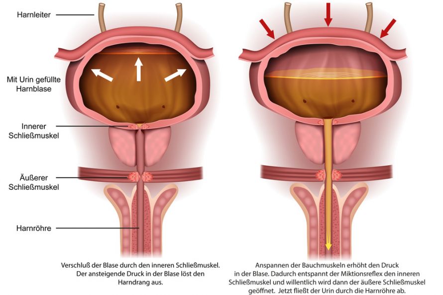 Harndrang bei gesunder Harnblase