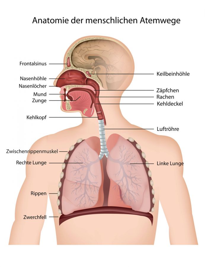 Anatomie Atemwege