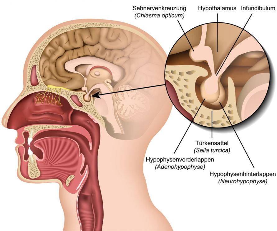 Hypothalamus und Hypophyse